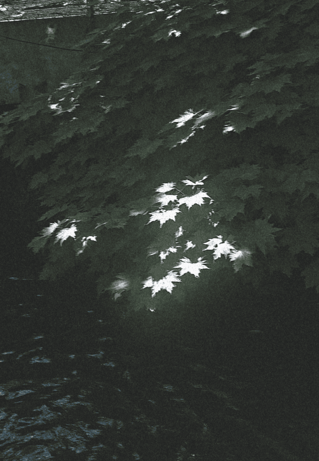 Sunlight filtering through green leaves