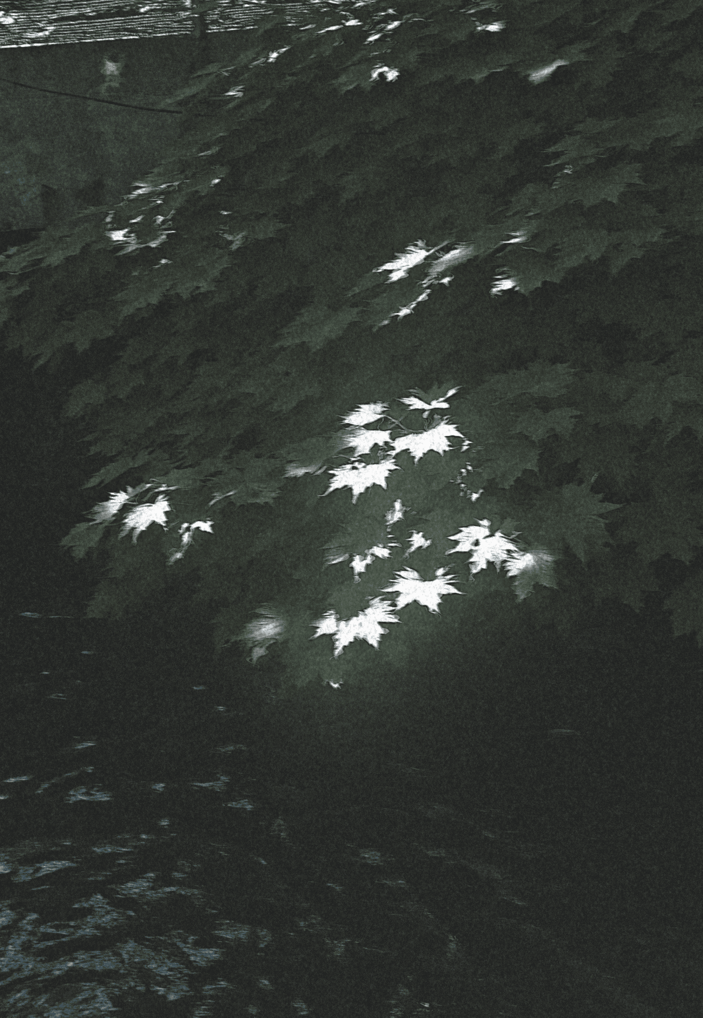 Sunlight filtering through green leaves